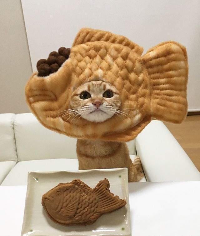 猫奴是猫咪头套狂热者,看看这可爱的鲷鱼烧面包喵星人,太犯规了