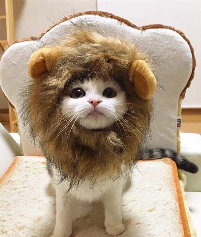 猫奴是猫咪头套狂热者,看看这可爱的鲷鱼烧面包喵星人,太犯规了