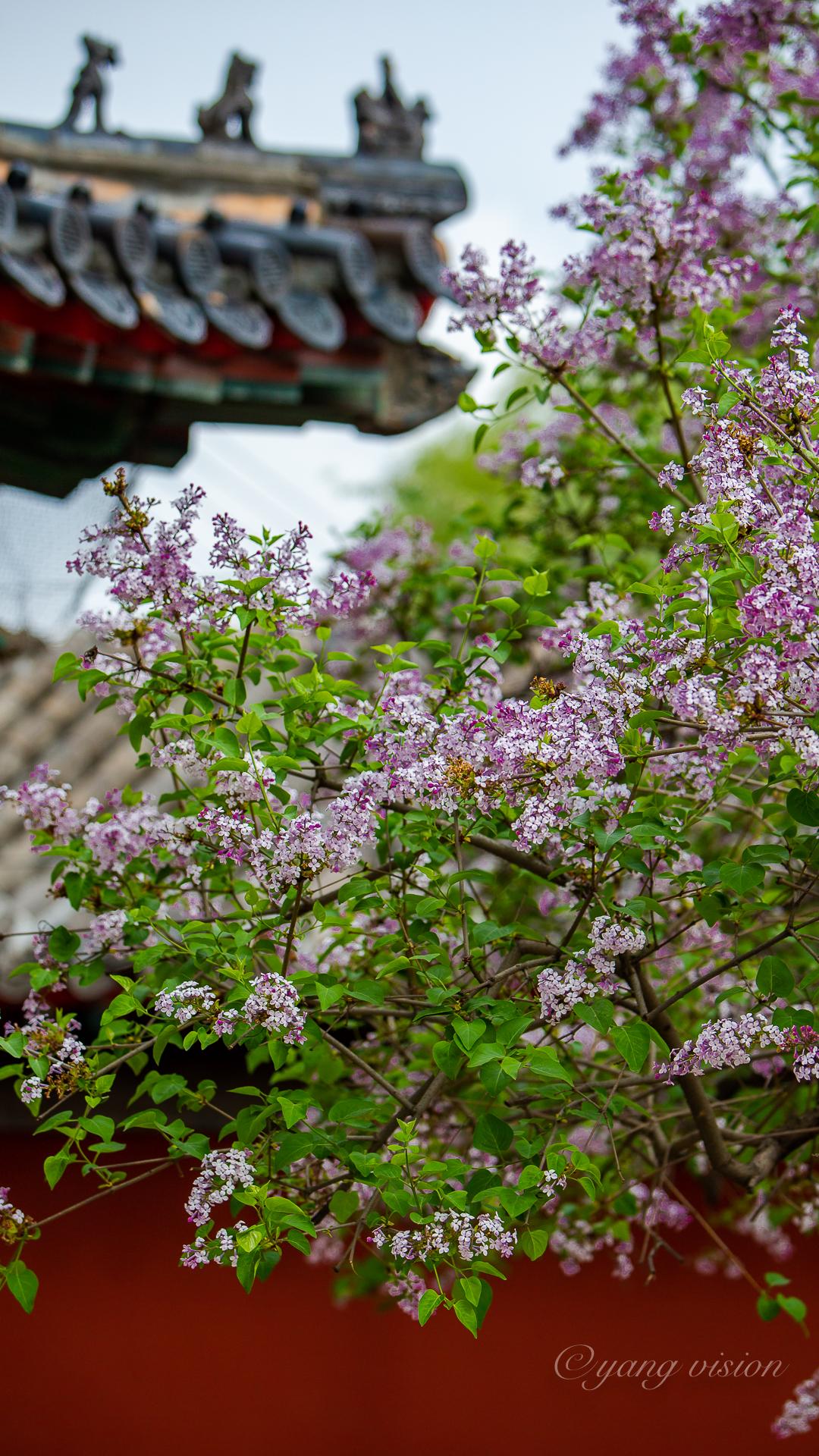 2018京城春花智化寺的丁香花