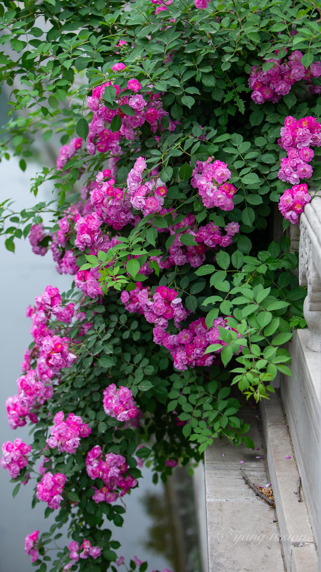 开在白玉杆旁的蔷薇花