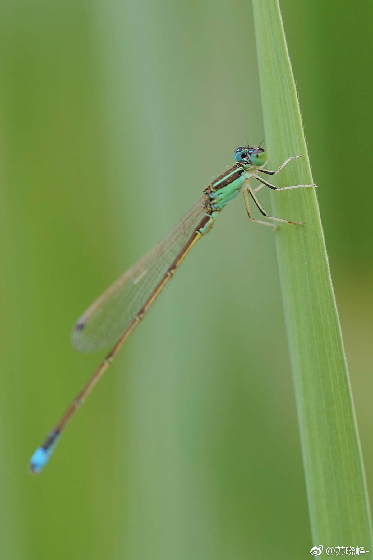 豆娘,摄于奥森湿地