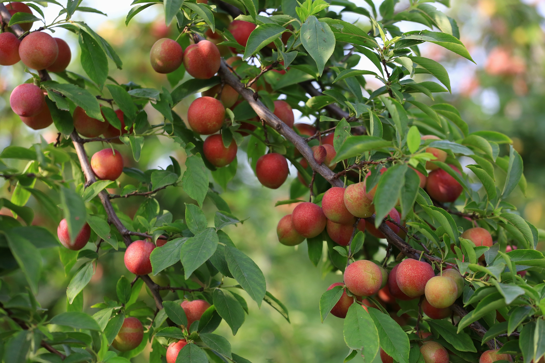 破解版经营类游戏