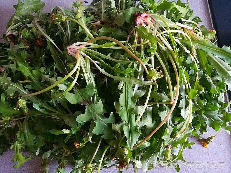 女人吃能消除雀斑,使皮肤白璧无瑕美过少女|蒲公英|野菜|雀斑_新浪