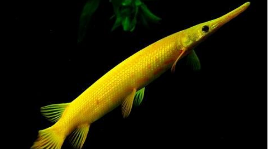 盘点15种凶悍的火箭鱼,不是每种宠物鱼都能与龙鱼混养