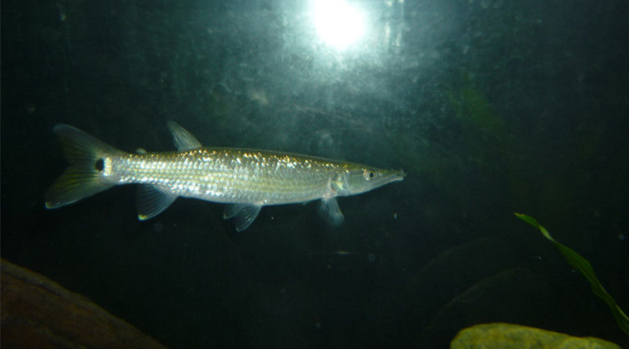 盘点15种凶悍的火箭鱼,不是每种宠物鱼都能与龙鱼混养