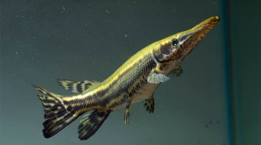 盘点15种凶悍的火箭鱼,不是每种宠物鱼都能与龙鱼混养