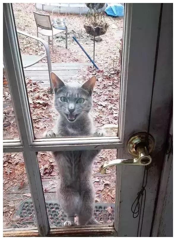 当宠物被关在门外,它们的表情亮了!