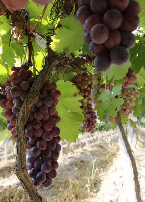 县北部马坡镇的橘红小镇葡萄园等