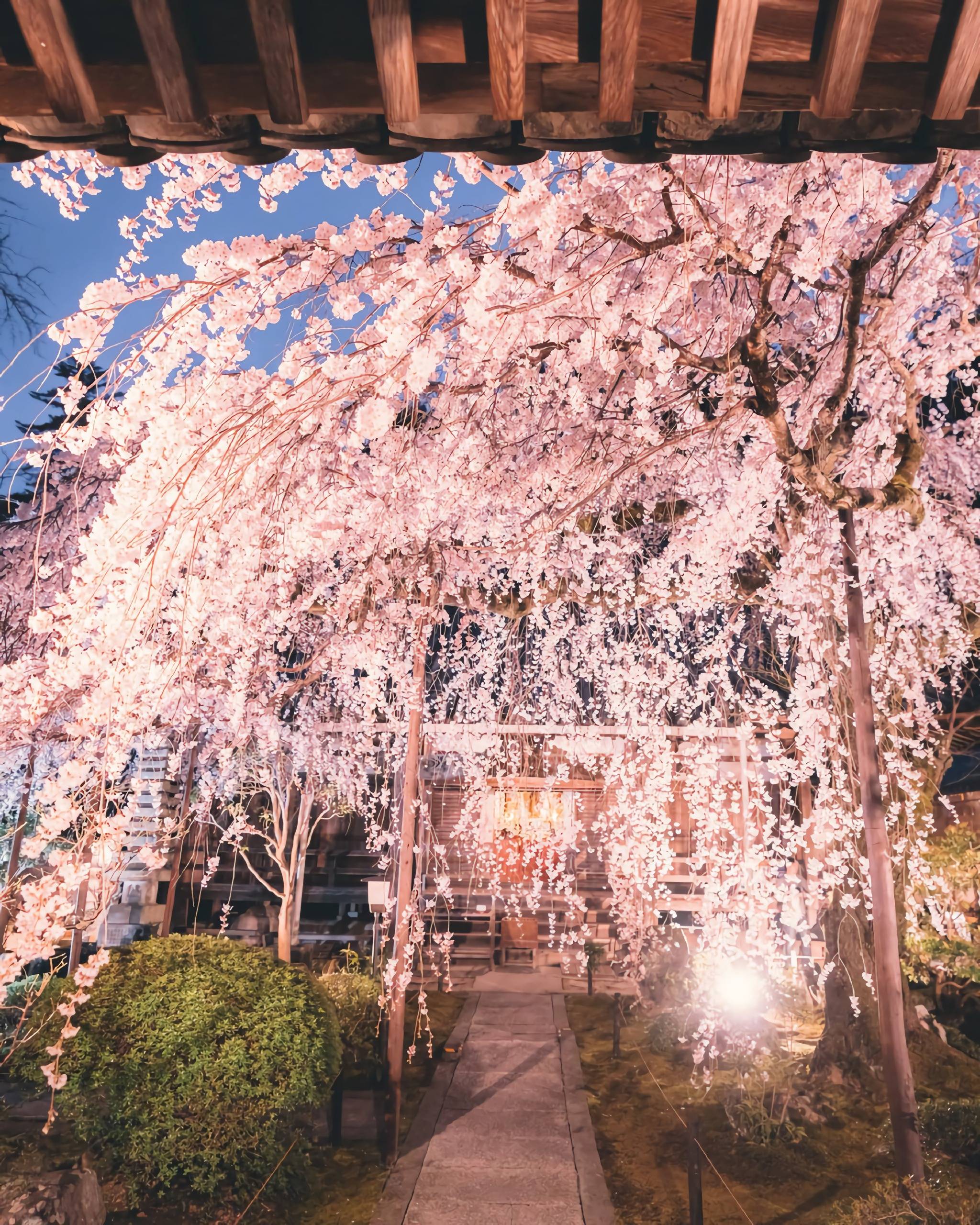 日本奈良县吉野山以樱花而闻名春天来时粉红色的樱花开满山野