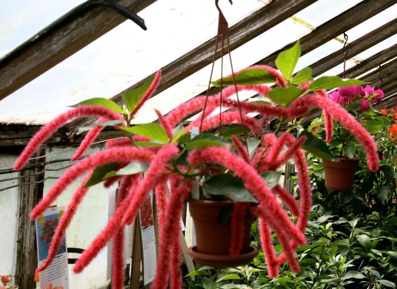 长得像毛毛虫一样的吊盆花卉,花朵一串串的,看起来特别喜庆