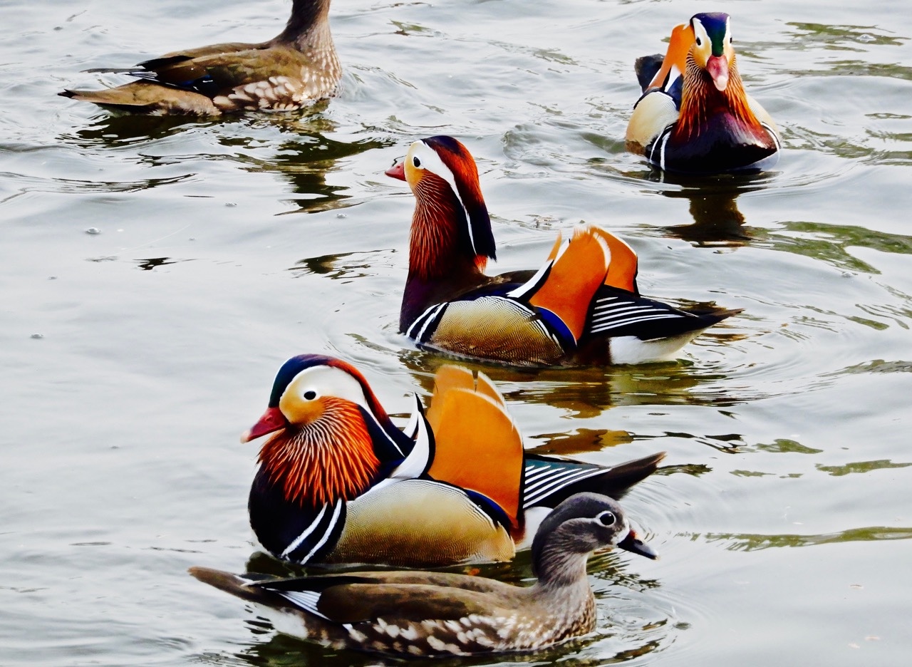 瑟图公鸳鸯真好看