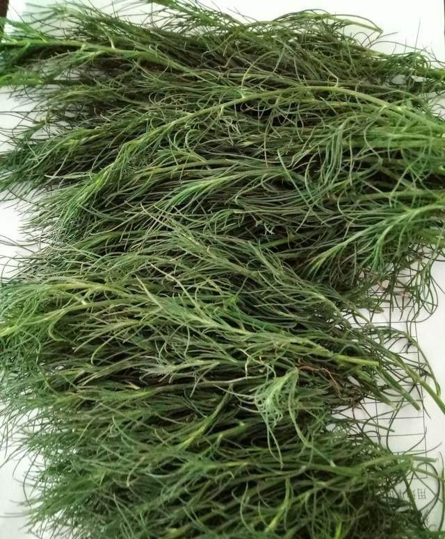 农村田里的害草农民见了就拔没想到不但好吃还可以清热解毒