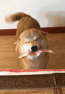 财迷心窍的柴犬被赏了一百块钱后反应超强烈,这是真掉钱眼里了!