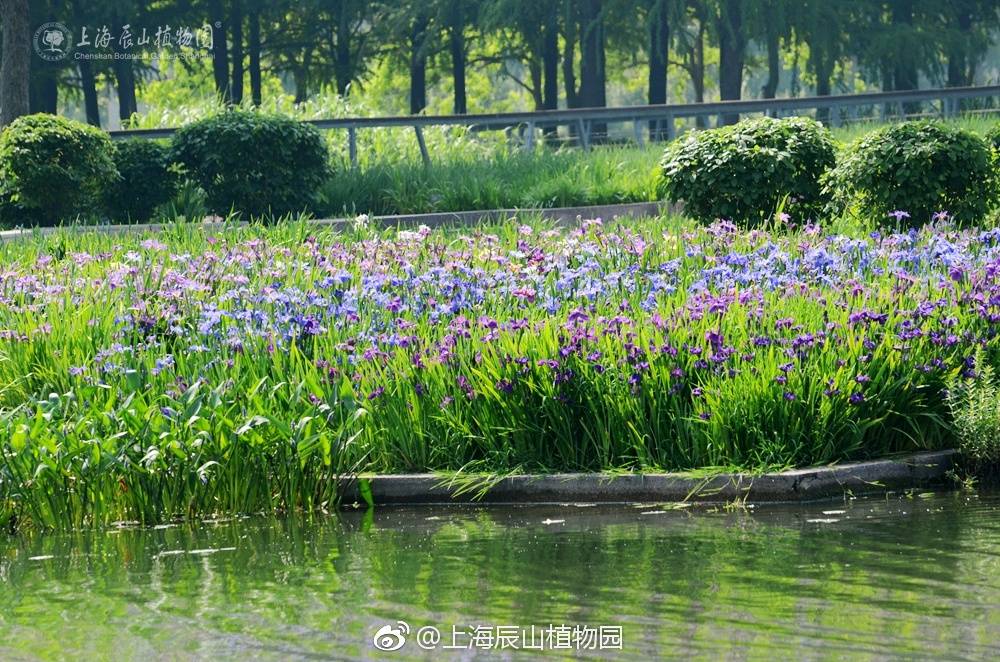 辰山植物园|鸢尾|花菖蒲_新浪网