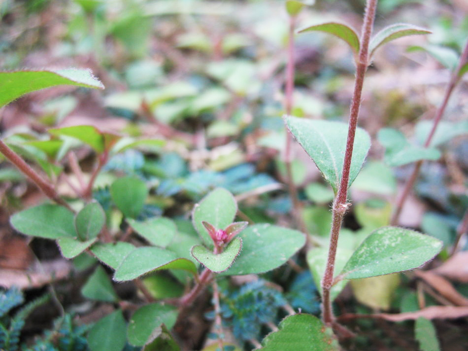 农村一种野草蛇见了就跑农民称它蛇见怕是治蛇咬伤良药