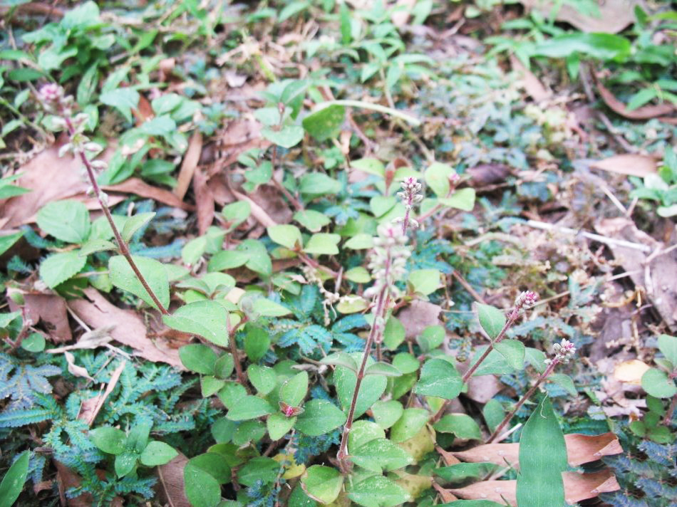 农村一种野草蛇见了就跑农民称它蛇见怕是治蛇咬伤良药