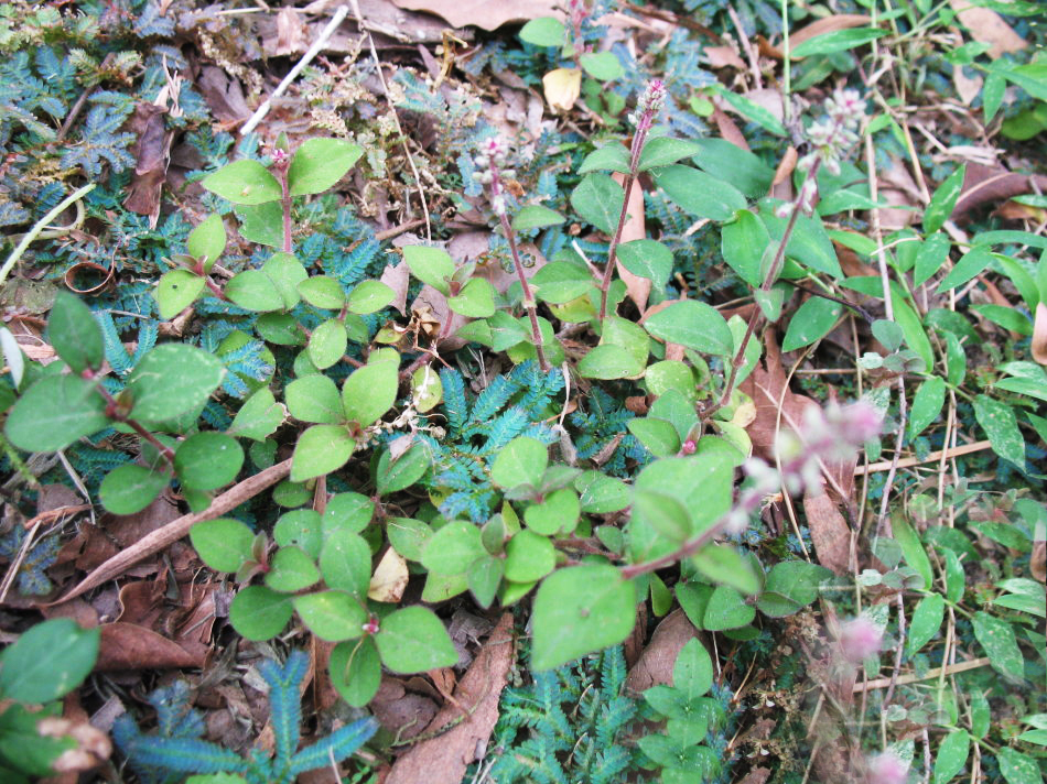 农村一种野草蛇见了就跑农民称它蛇见怕是治蛇咬伤良药