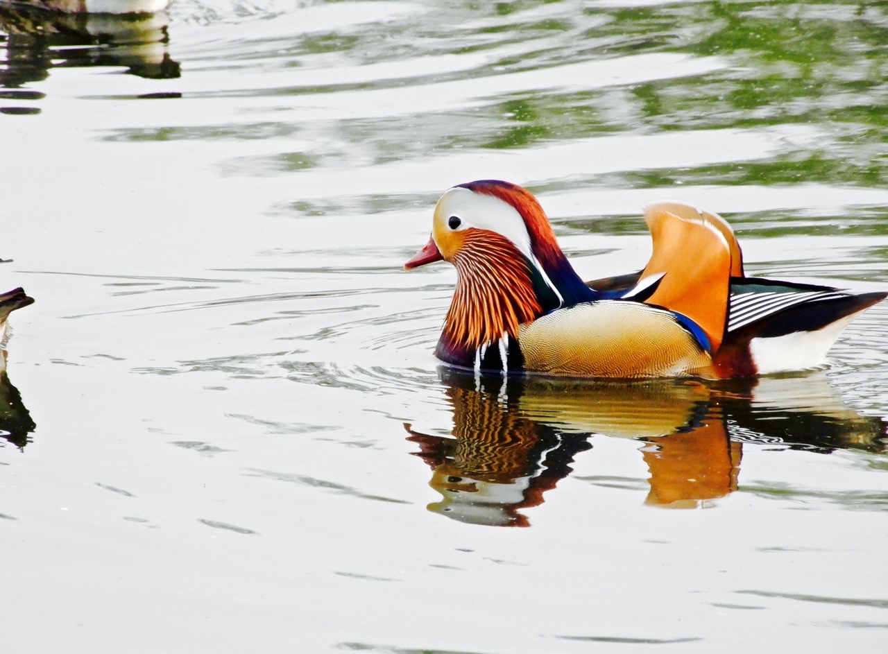 瑟图公鸳鸯真好看