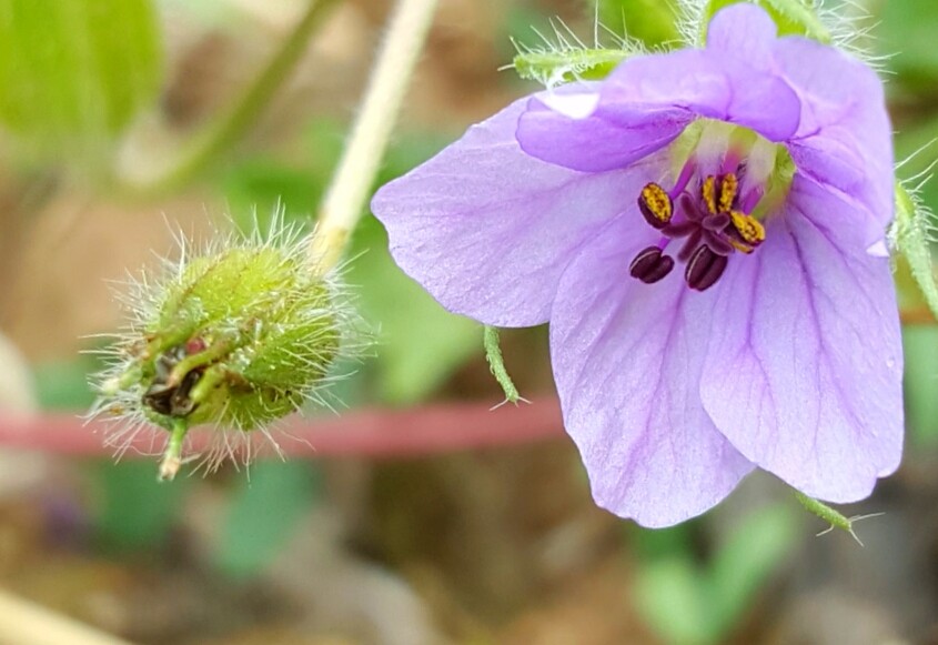 植物百科四十八牻牛儿苗