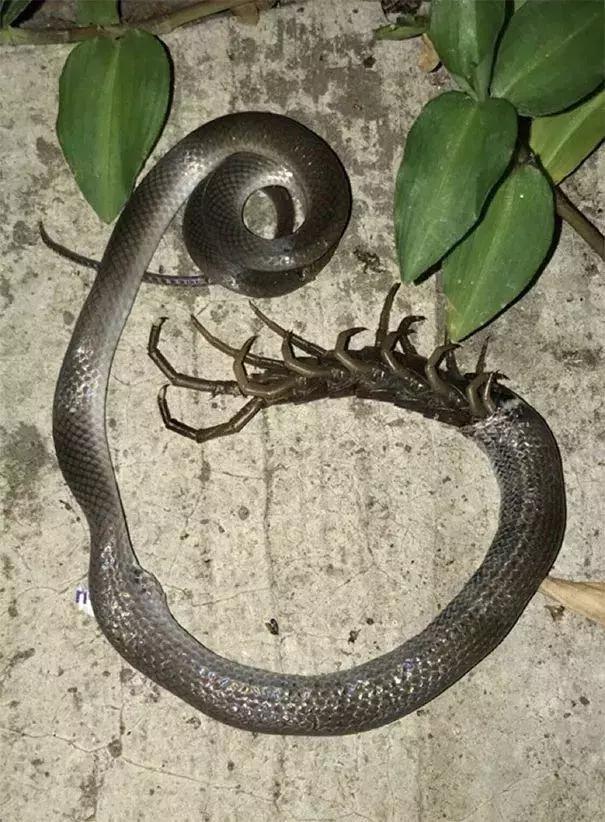 从内部吃掉7,蜘蛛背上的那些东西是她的孩子6,这条蛇整个被蜱虫覆盖5