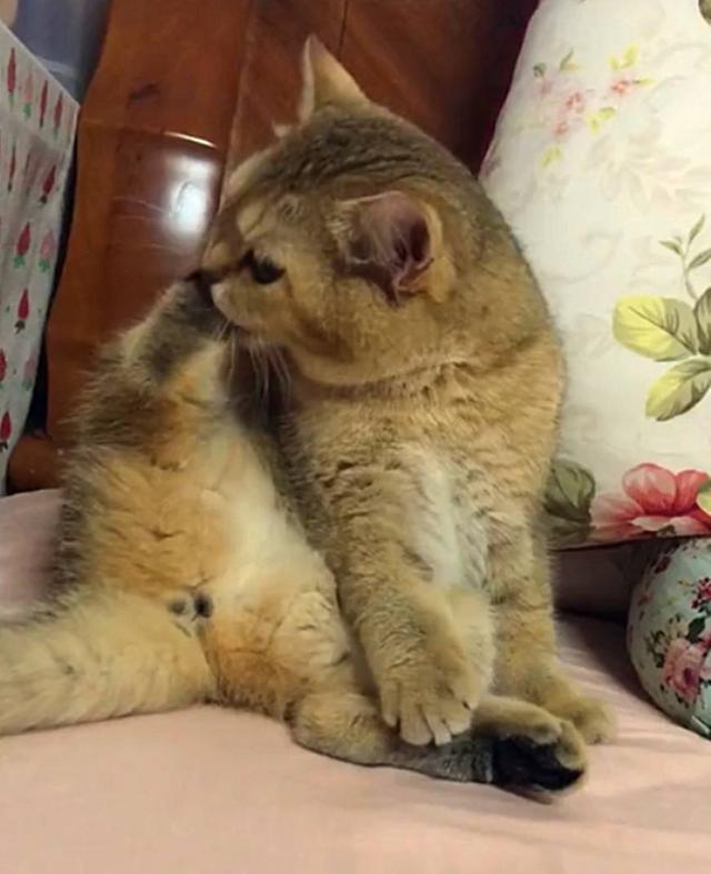 猫咪舔自己的脚被熏到怀疑人生