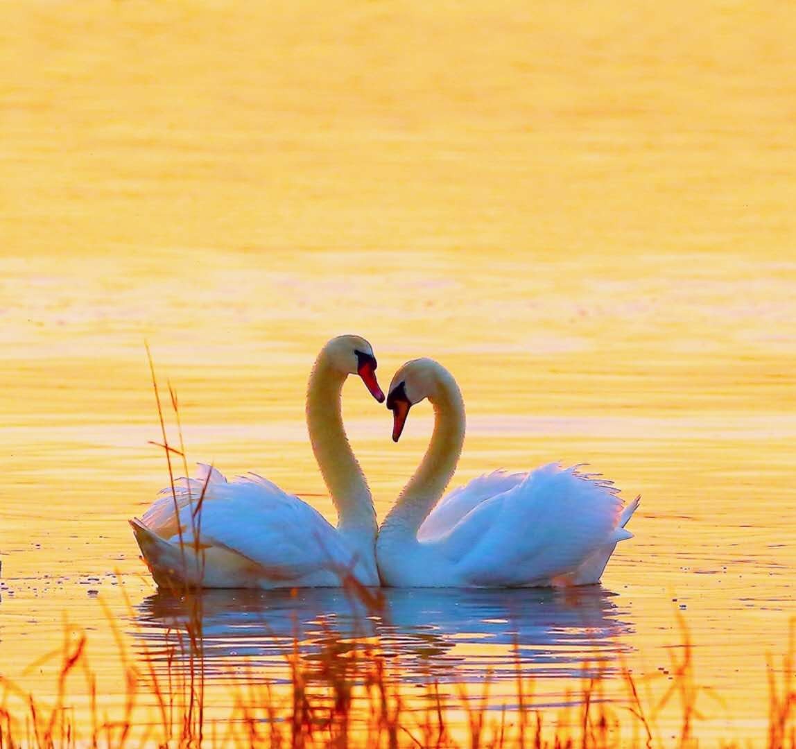 疣鼻天鹅秀恩爱撒狗粮 一生"一夫一妻制" 带宝宝嬉水游泳