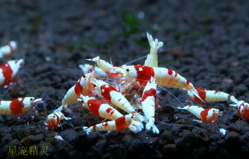 极具观赏性的水晶虾如何分辨雌雄及水晶虾的繁殖