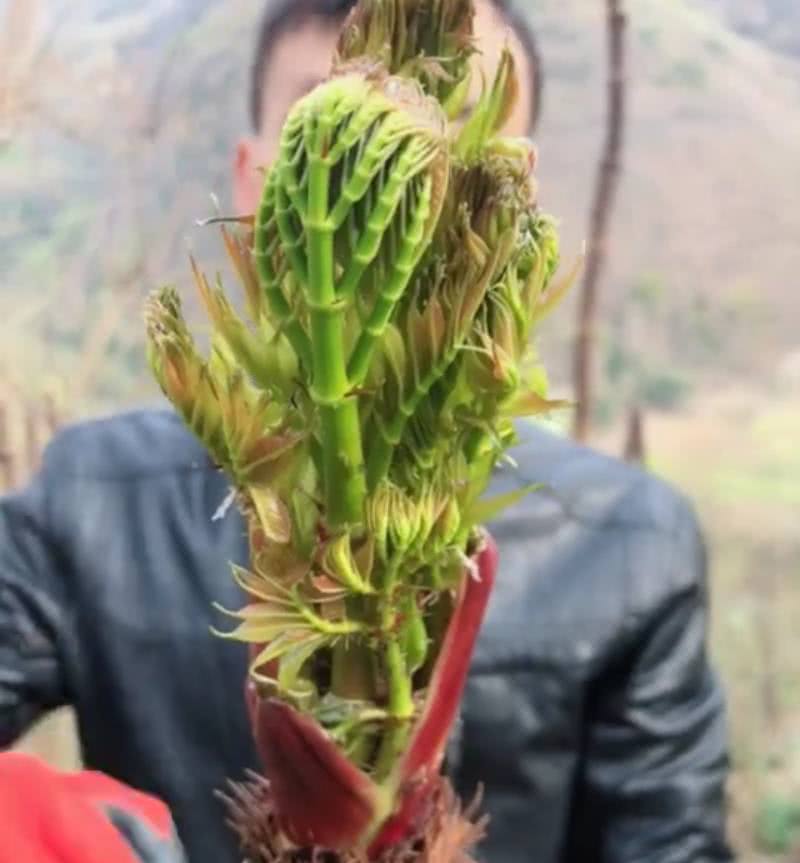 农村山里的野菜之王一斤可卖30元农民靠它日赚百元