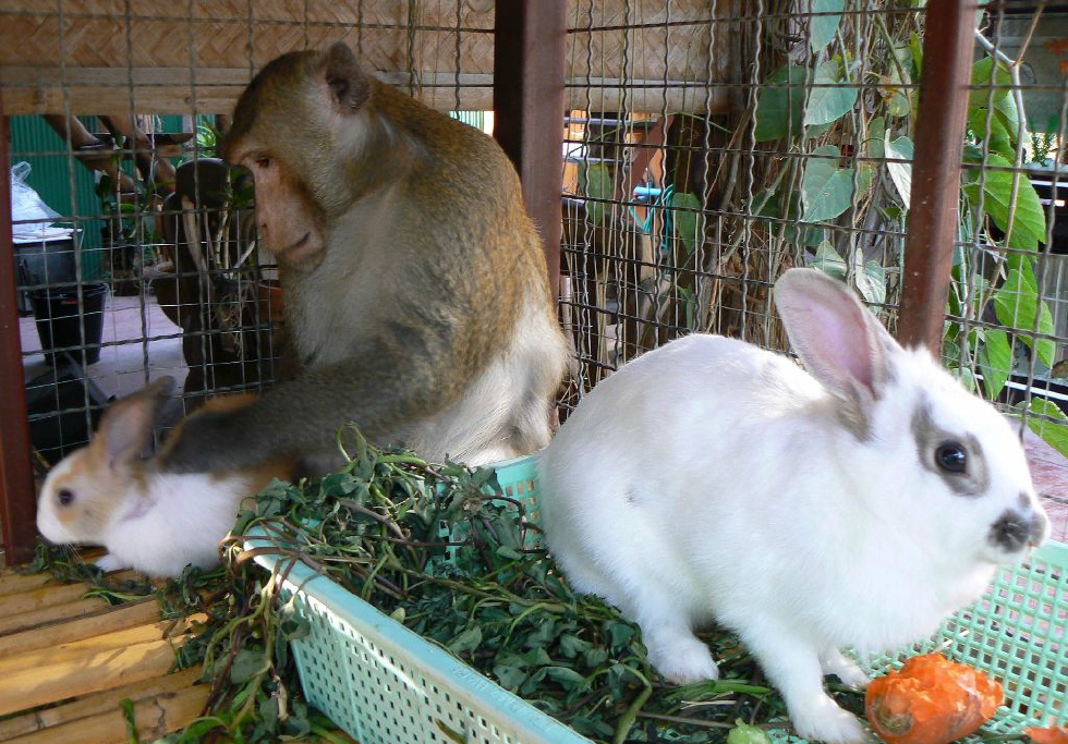 被狗咬掉双腿和一只胳膊的猴坚强与兔子成为密友