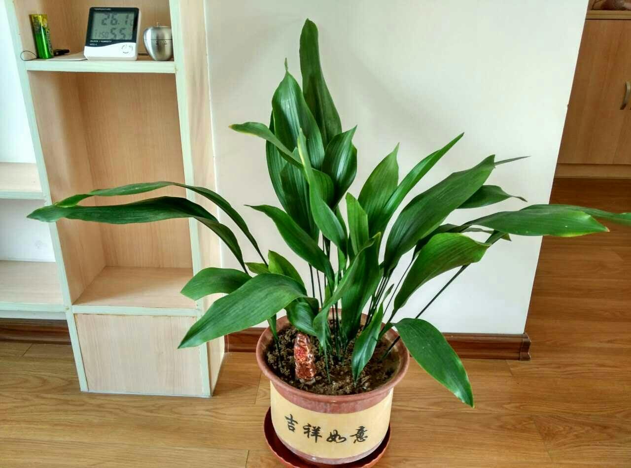 卫生间里面味?那就养这几种植物,既耐阴又可以祛味!