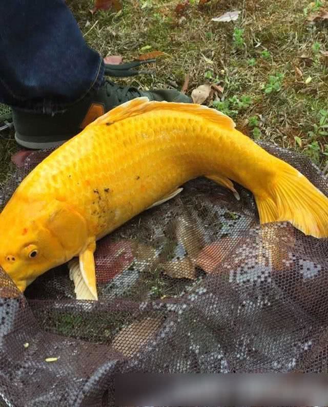 农村小伙钓到5斤"大金鲤",有人出价2千收购被拒,他选择放生