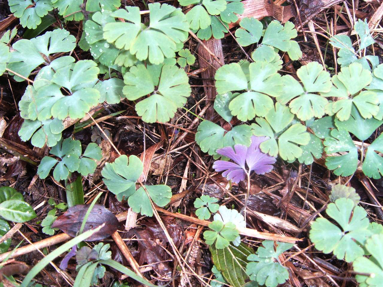 农村不起眼的野草,被称作"千年老鼠屎",却是穷人的治病良药|天葵|天葵