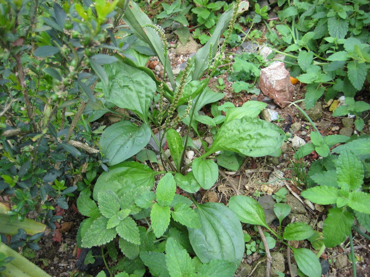 农村4种不起眼的草,被称为"尿床草",泡水喝利尿还治"炎症"