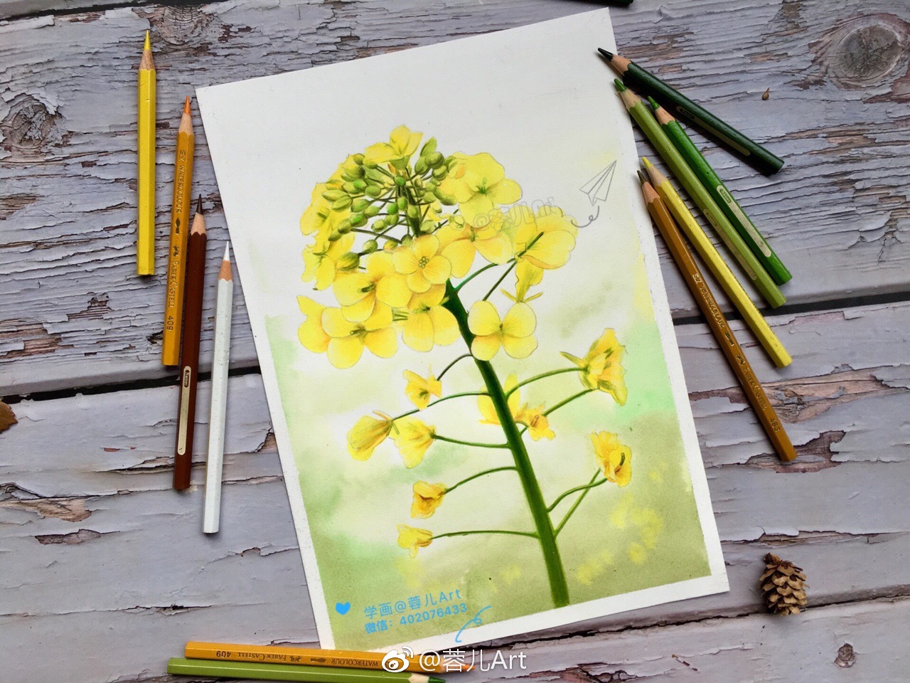 油菜花|彩铅|红盒|水彩纸_新浪新闻