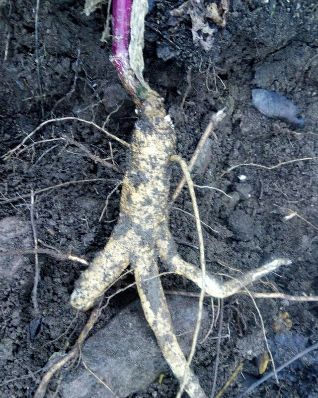 城里人跑农村挖人参开心吃起来,竟狂吐不止才知实情