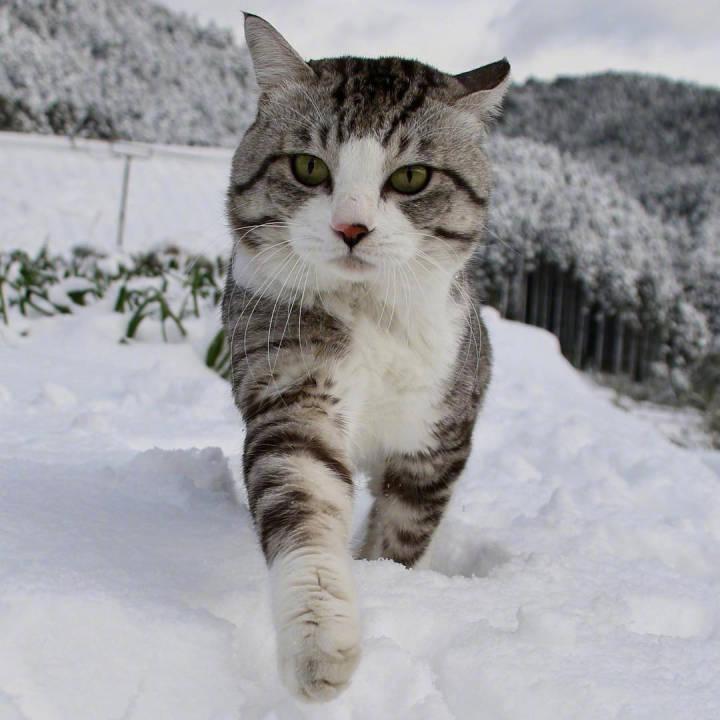 作为一只社会猫咪,走路的姿势就是很豪迈,真是霸气十足