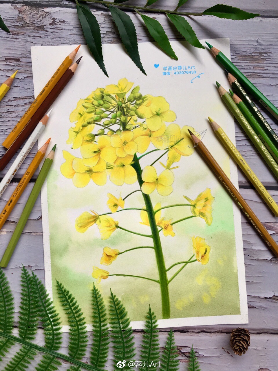 油菜花|彩铅|红盒|水彩纸_新浪新闻
