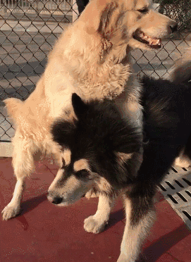 大金毛一招锁喉功实力碾压阿拉斯加,简直就是金毛中的最强王者