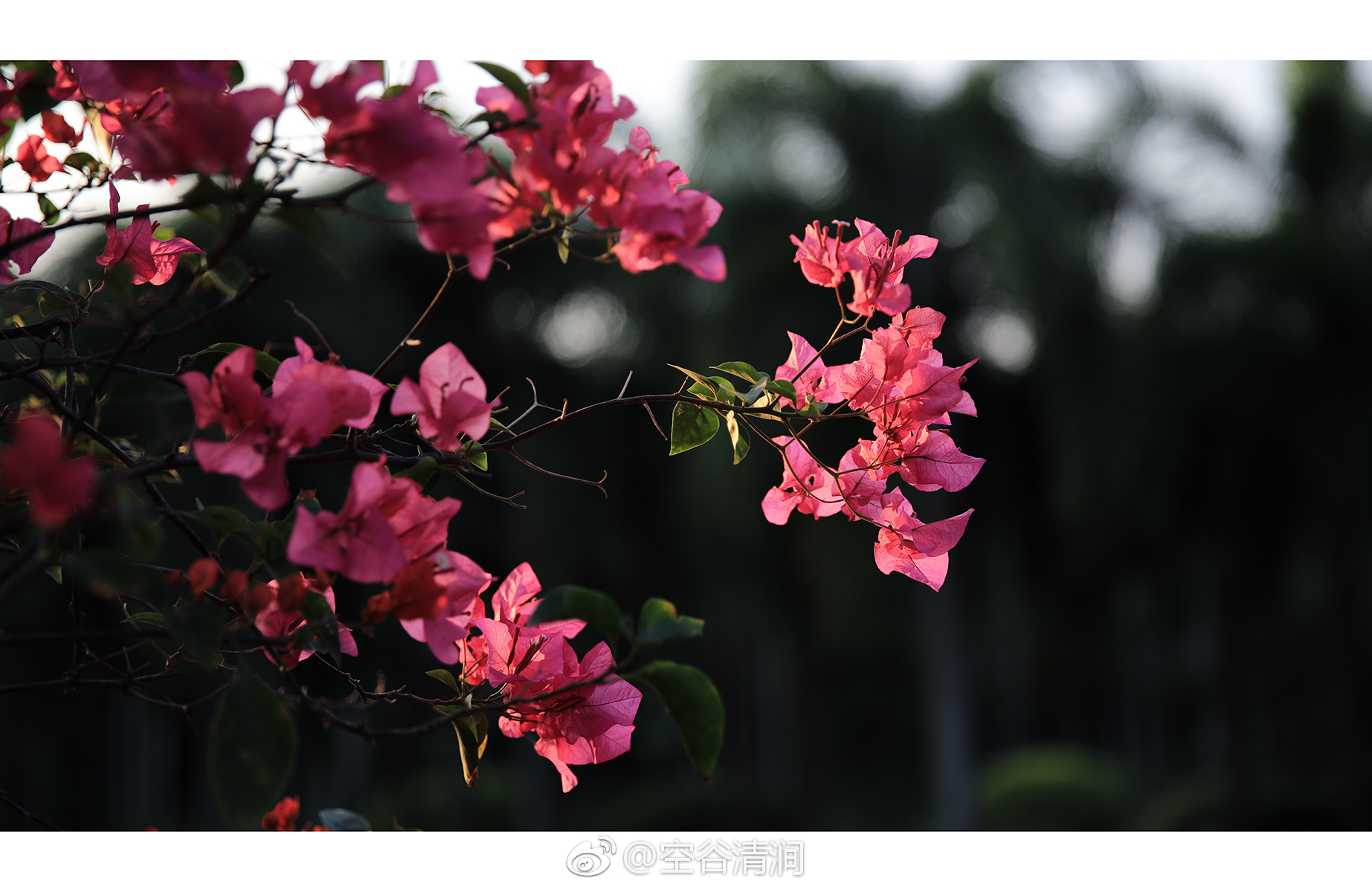 三片叶子三片花瓣既是叶子又是花姹紫嫣红满枝丫摄影:空谷清涧@微博