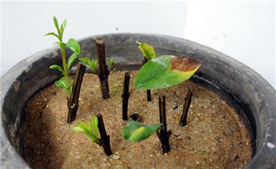 9种花,最适合"下雨天"扦插,顶端掐个"叶",埋土里7天就发芽