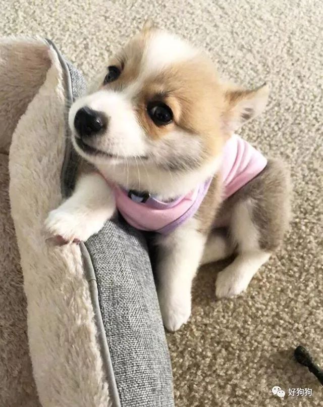 3个月大的小柯基喜欢各种毛绒玩具,好可爱呀,太喜欢了