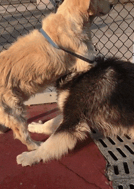 大金毛一招锁喉功实力碾压阿拉斯加,简直就是金毛中的最强王者