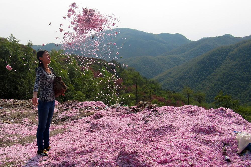 宁波赏樱地之十二:杖锡樱花园,樱花之恋|樱花园|樱花之恋|宁波_新浪新闻