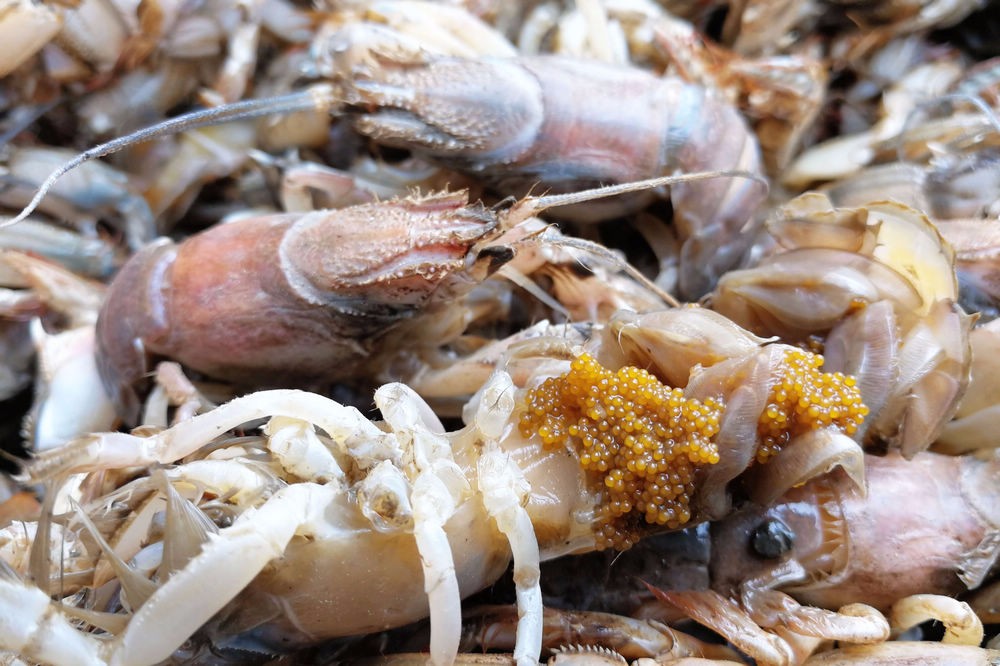 用毛笔钓起的蝼蛄虾鲜活带籽油炸最美味25块钱一斤价格上涨