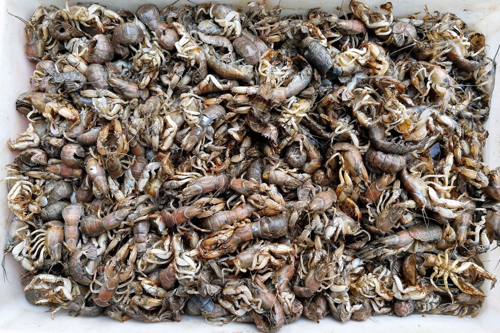 用毛笔钓起的蝼蛄虾鲜活带籽油炸最美味25块钱一斤价格上涨