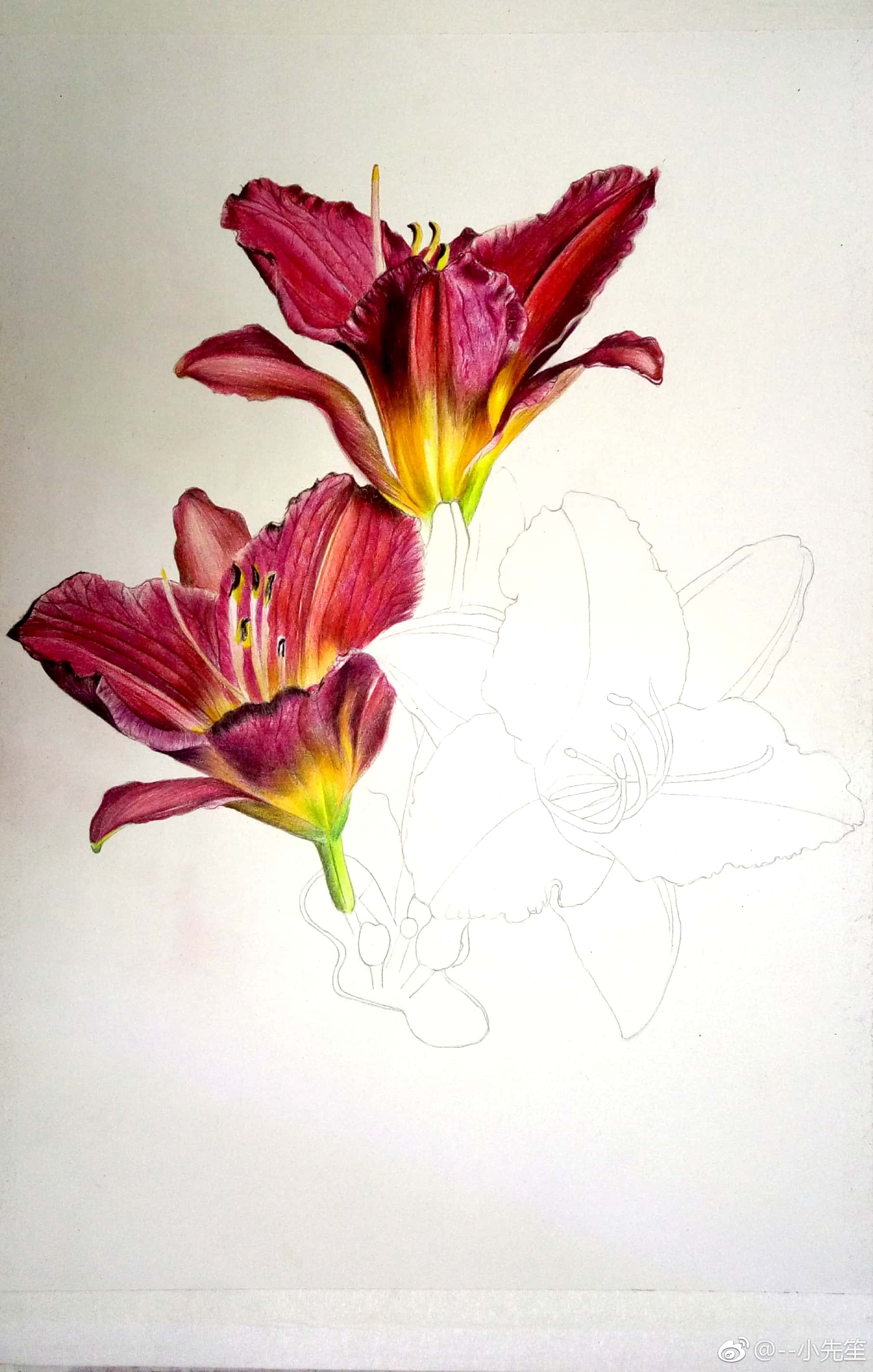 彩铅花绘/萱草 工具:三菱880彩铅,获多福细纹水彩纸投稿