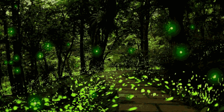 重庆仲夏惊现大片萤火虫森林!这样的童话仙境错过等一年