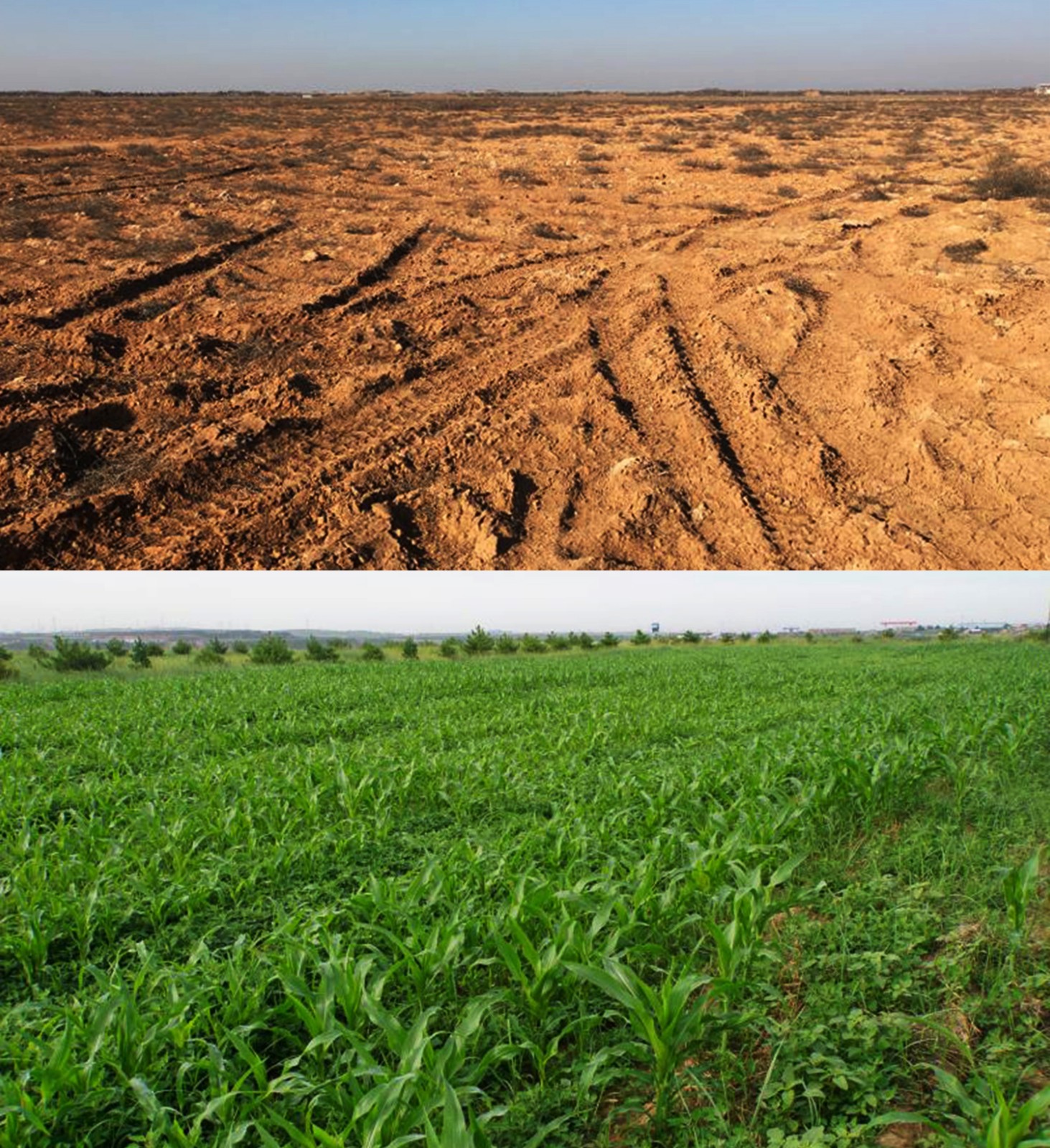 博士创业和泥土打交道 每月进账20万