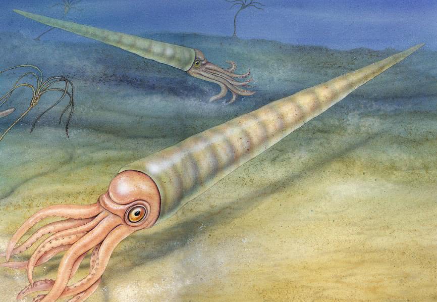 灭绝的原因之一,在当时直壳鹦鹉螺是海洋中的顶级掠食者,也是继奇虾