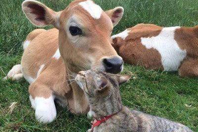 猫咪依偎在牛身上,走近一看,网友笑喷:撸猫还给蹭痒,辛苦牛了